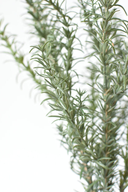 Rosemary Bush (24")
