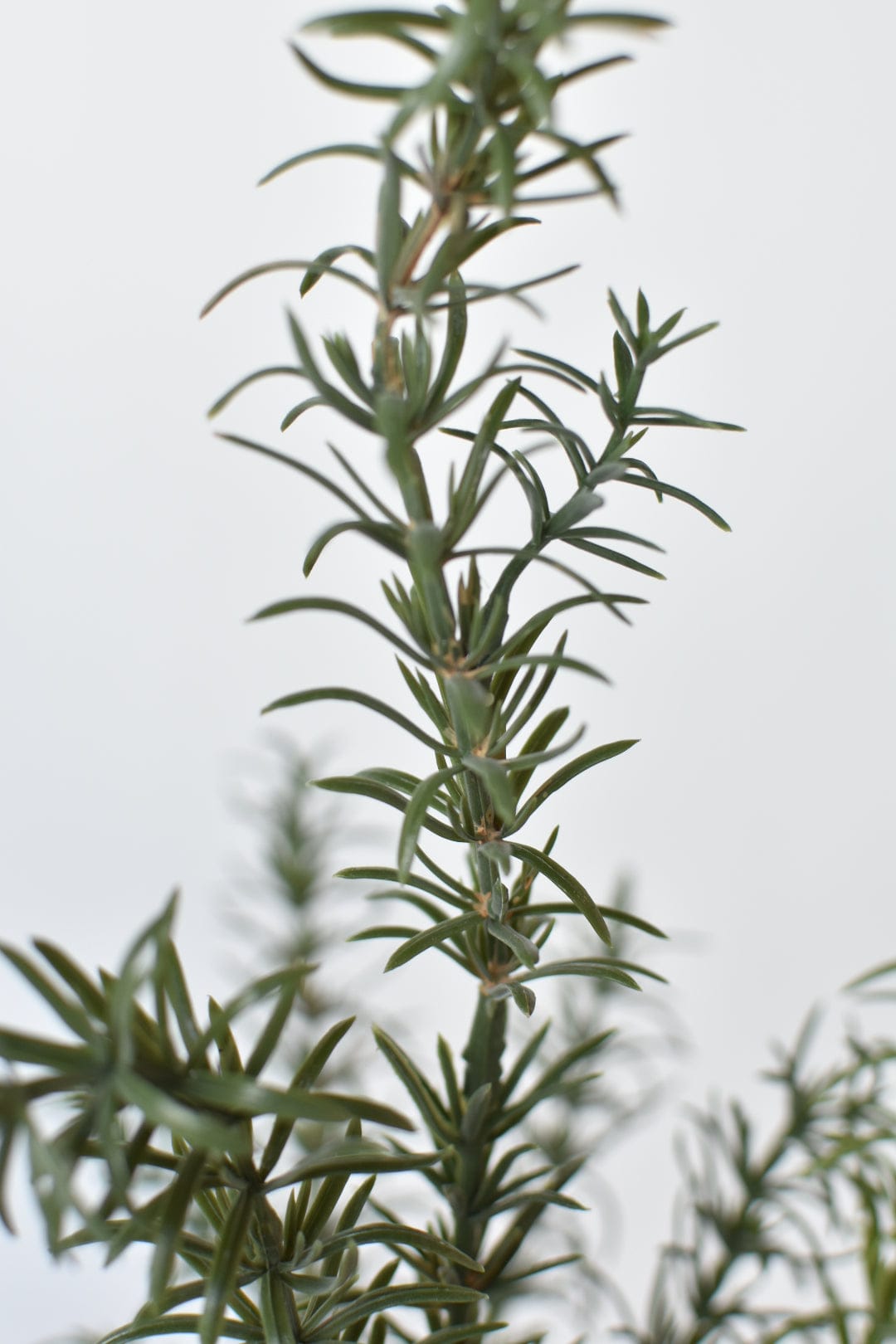 Rosemary Bush (24")