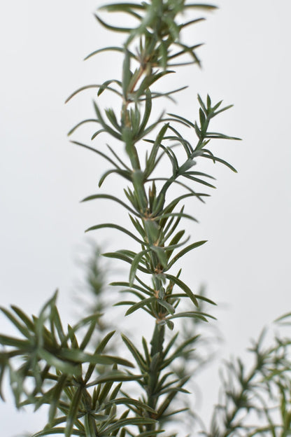 Rosemary Bush (24")