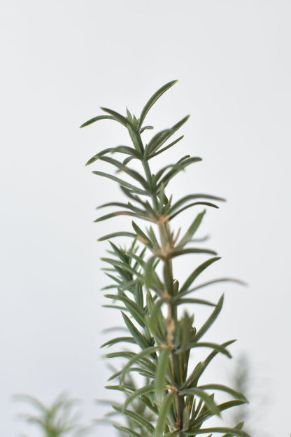 Rosemary Bush (24")