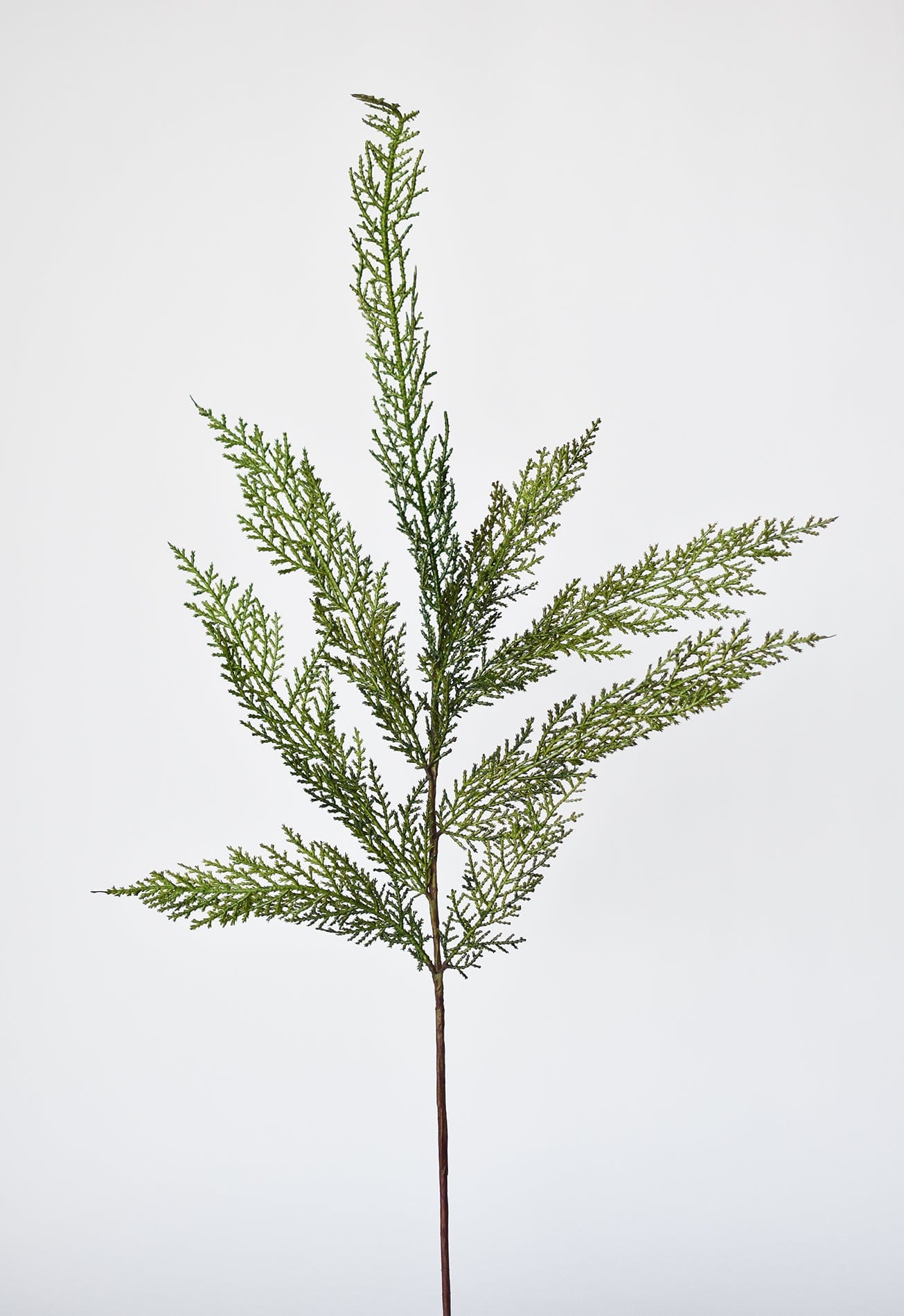 Cedar Spray (30")