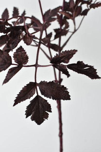 Cimicifunga Ramosa Stem (31")