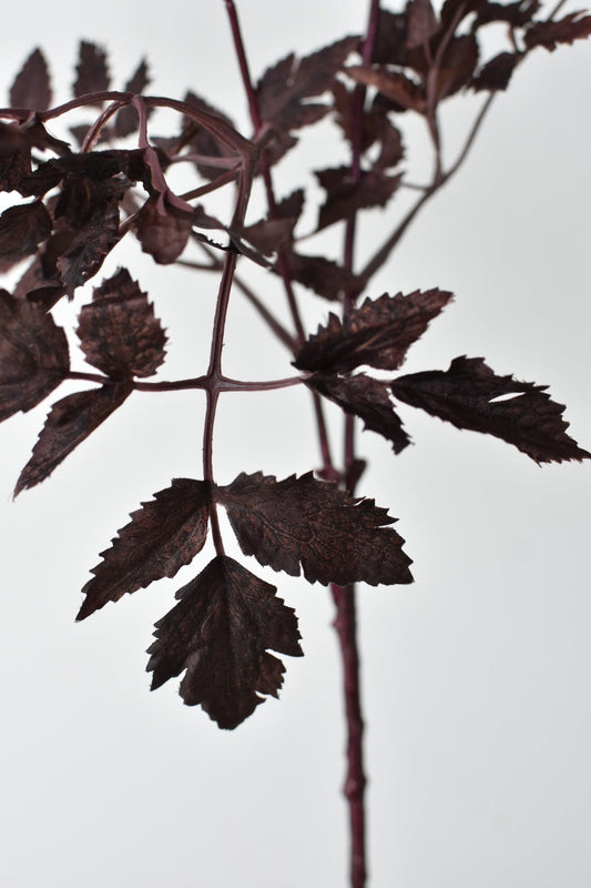 Cimicifunga Ramosa Stem (31")