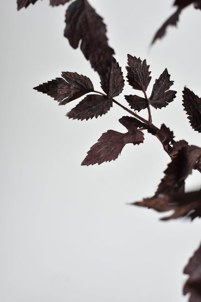 Cimicifunga Ramosa Stem (31")