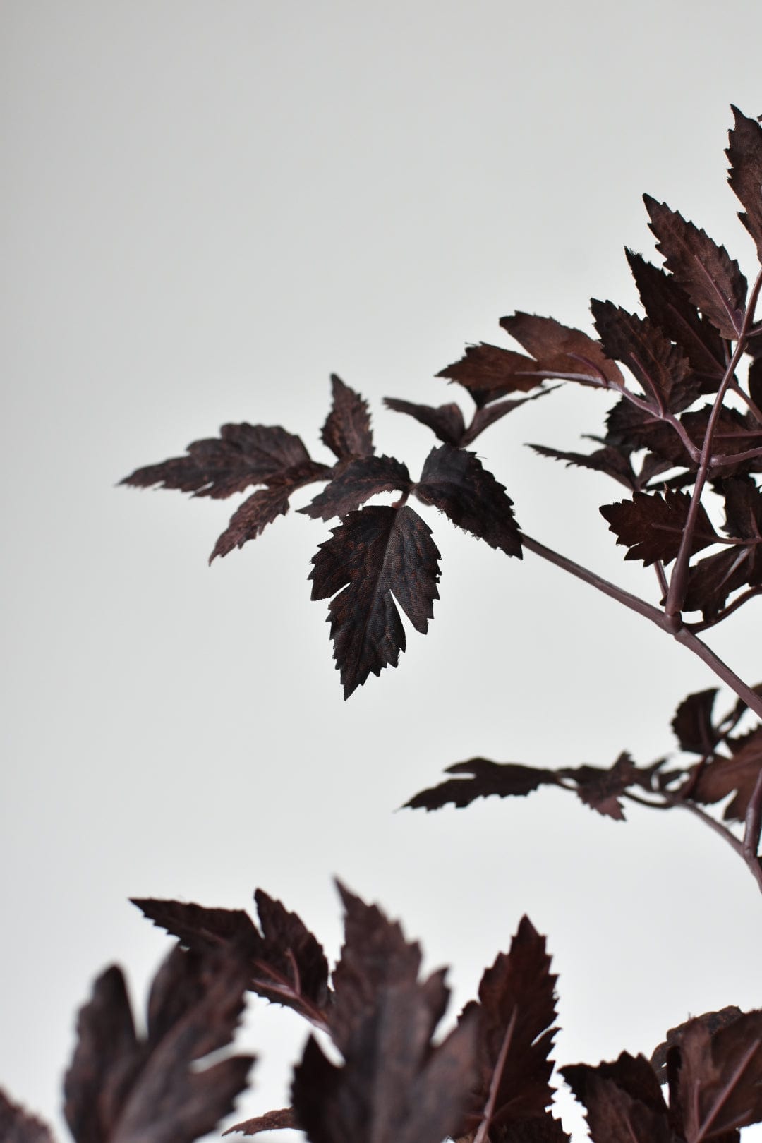 Cimicifunga Ramosa Stem (31")