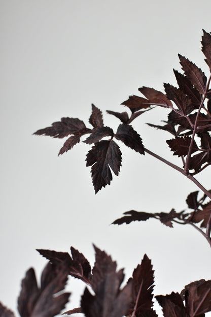 Cimicifunga Ramosa Stem (31")