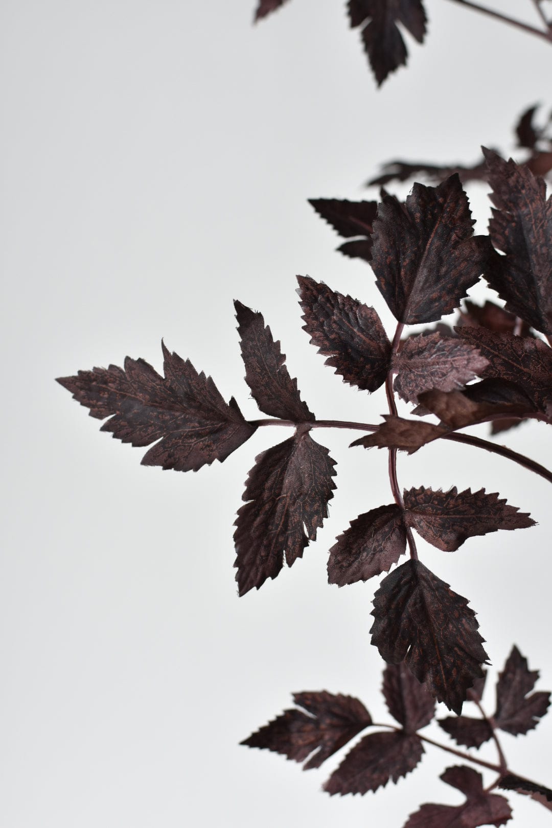 Cimicifunga Ramosa Stem (31")