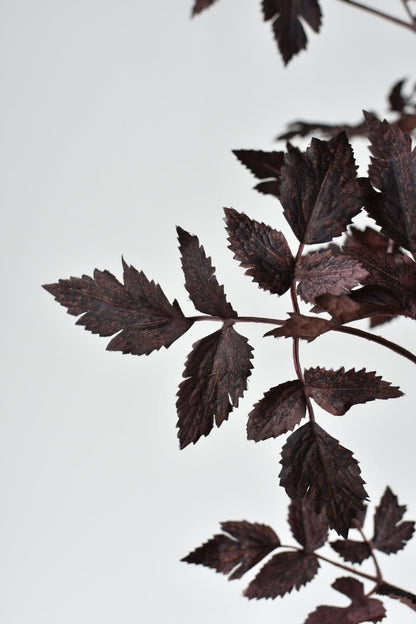 Cimicifunga Ramosa Stem (31")