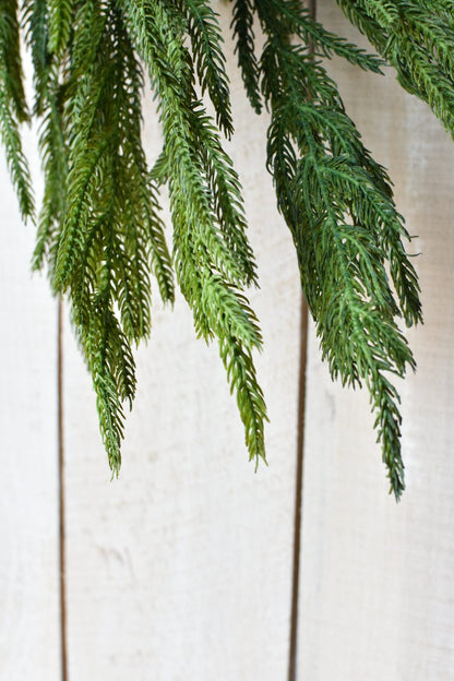 Norfolk Pine Garland | 60"