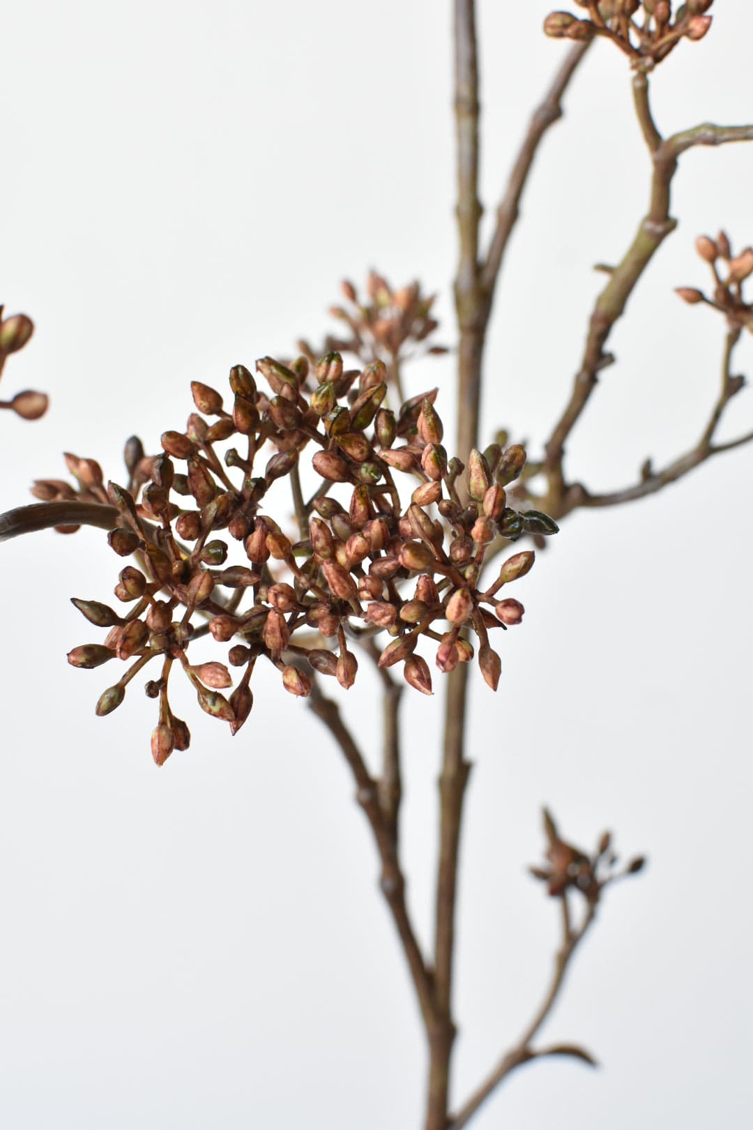 Architectural Sedum Branch (38")