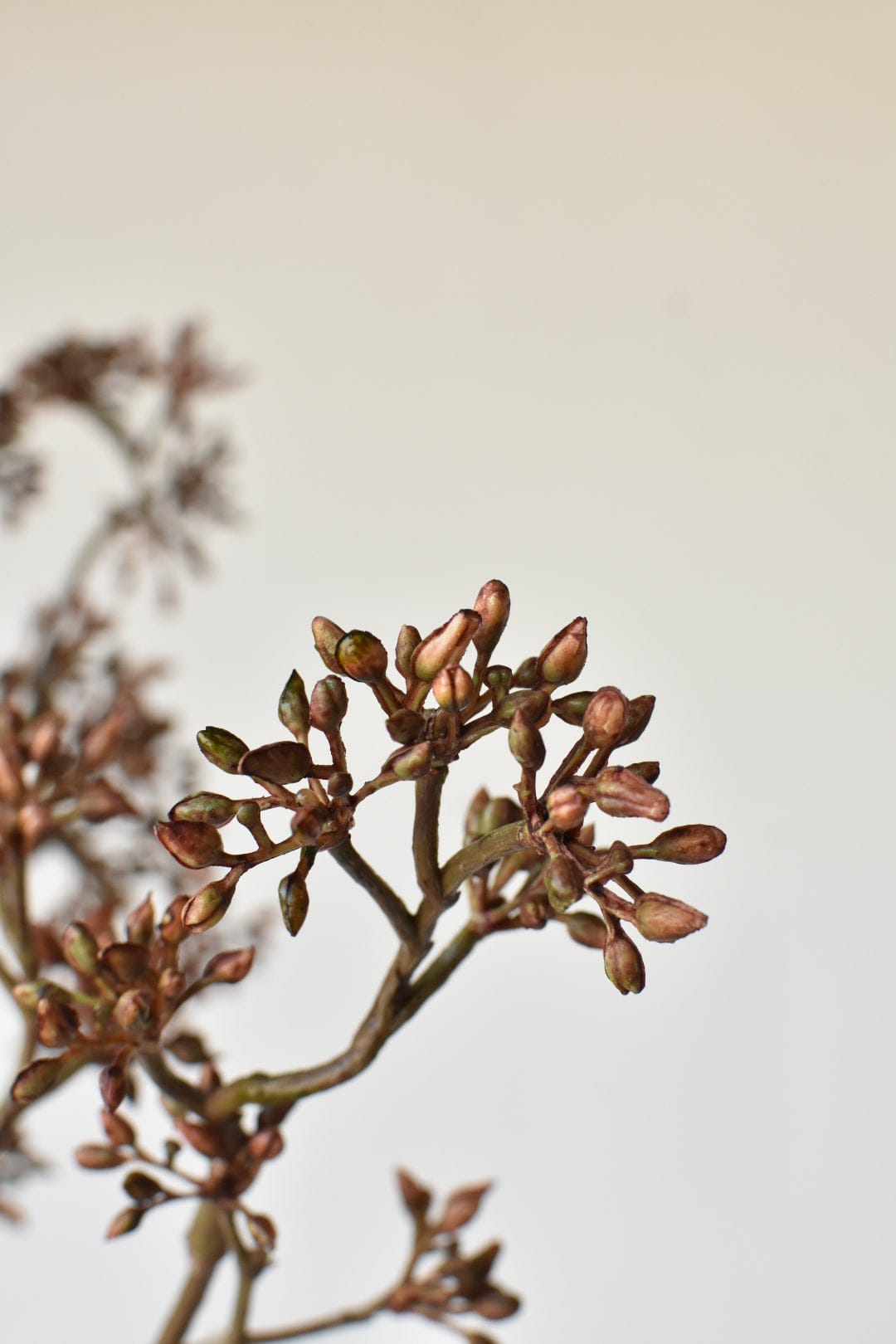 Architectural Sedum Branch (38")