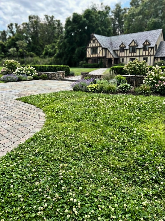 Tri-Color Clover Seed Blend