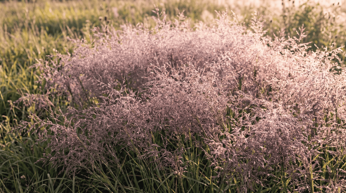 Herbe d'amour pourpre | 50 graines