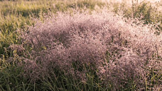 Herbe d'amour pourpre | 50 graines