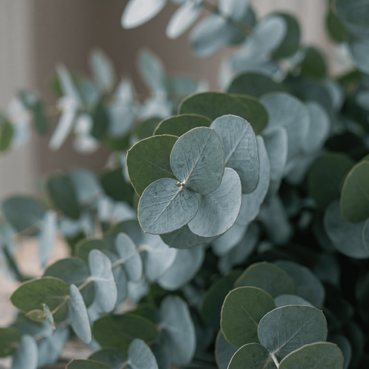 Eucalyptus dollar d'argent | 20 graines