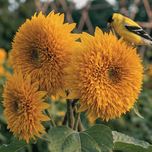 Tournesol géant Sungold | 25 graines