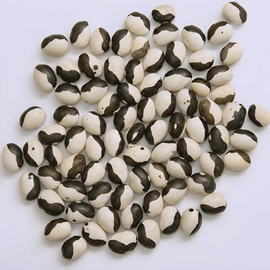 Haricot Calypso Orca (arbuste) | 25 graines