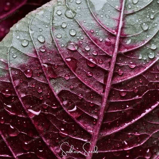 Midnight Red Amaranth | 250 Seeds