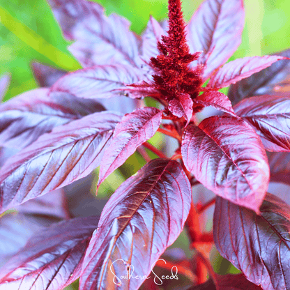 Midnight Red Amaranth | 250 Seeds