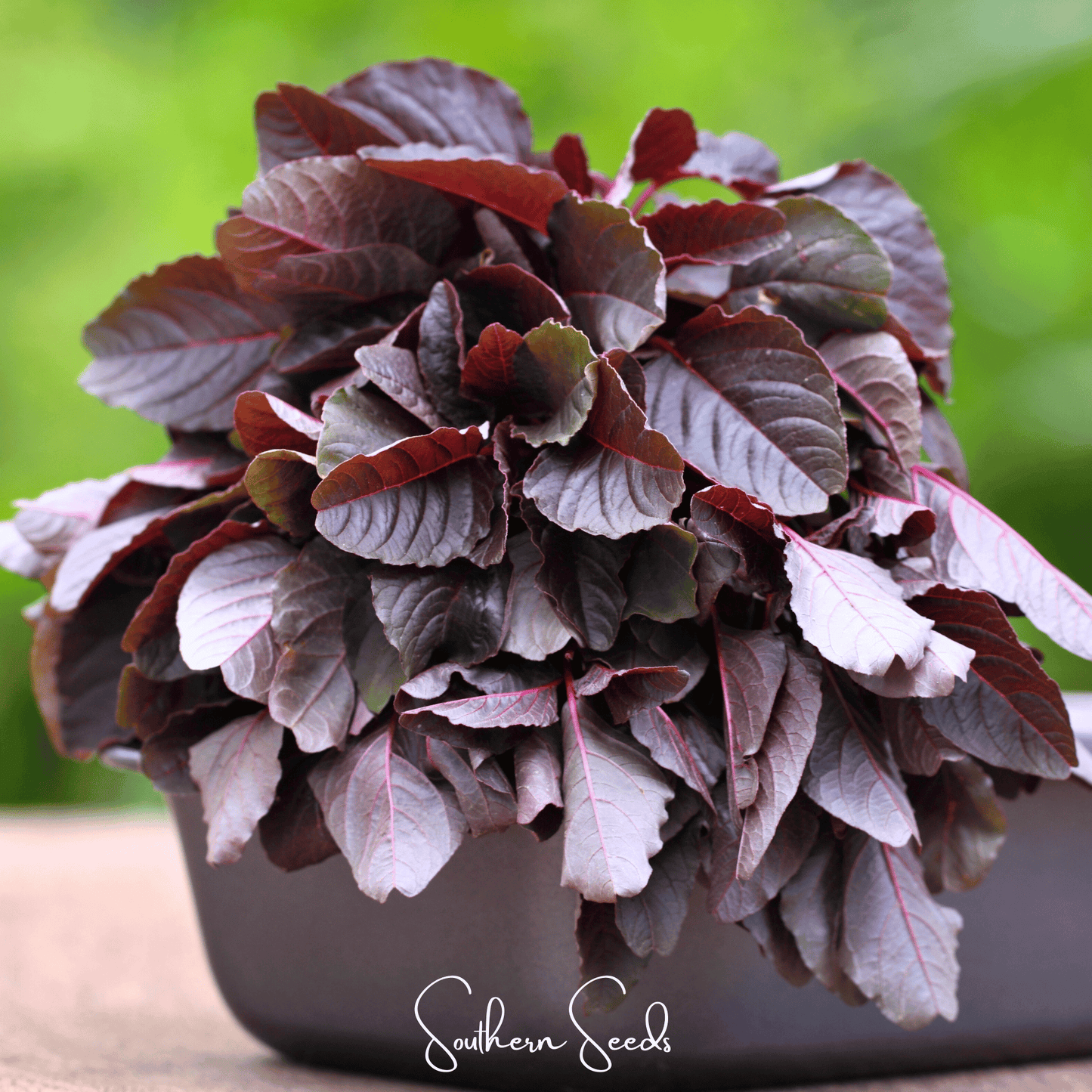 Midnight Red Amaranth | 250 Seeds