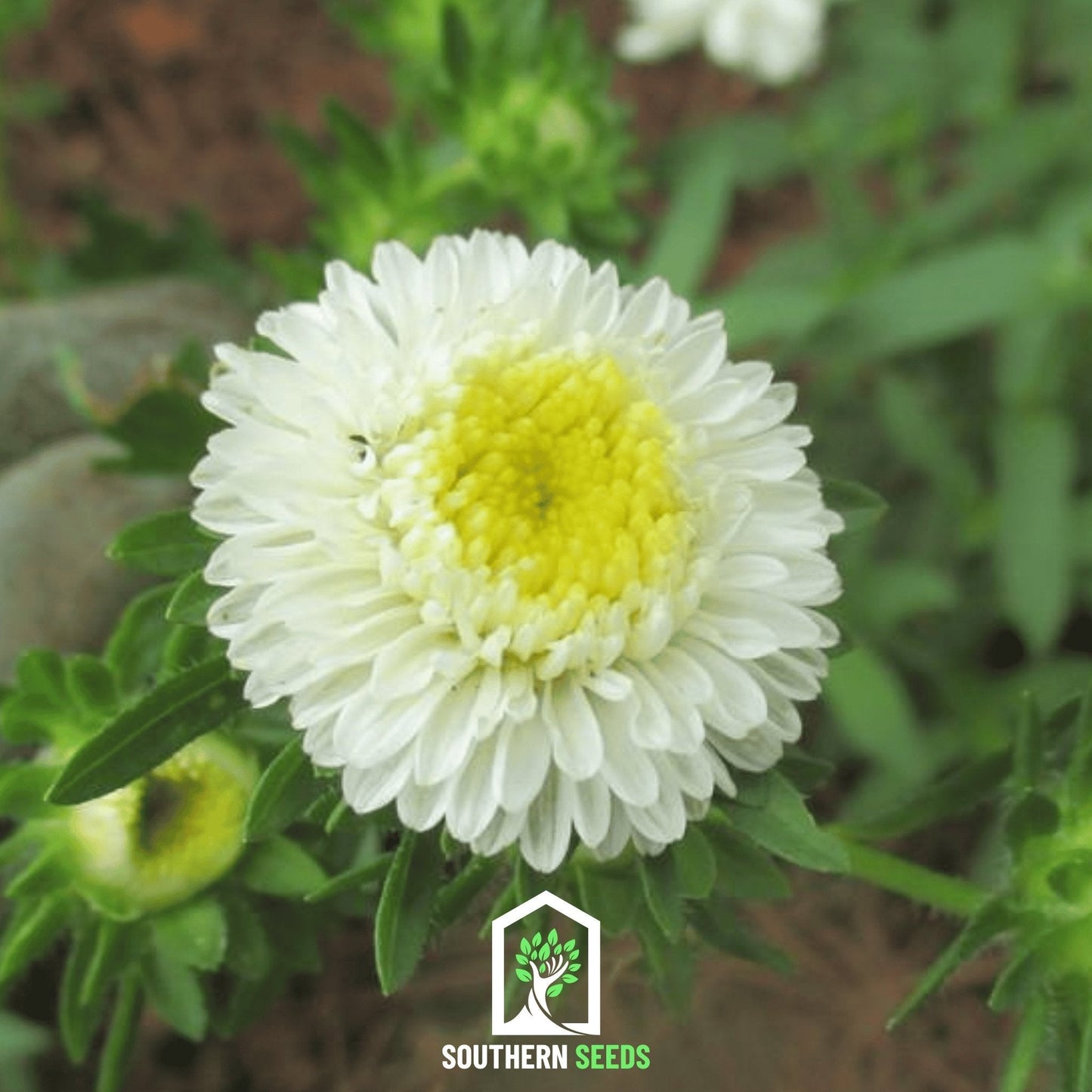 White Pompon Aster | 50 Seeds