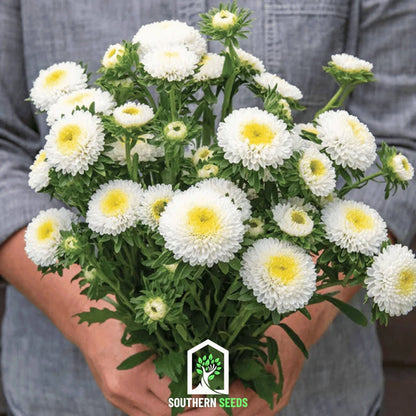 White Pompon Aster | 50 Seeds
