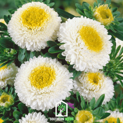 White Pompon Aster | 50 Seeds