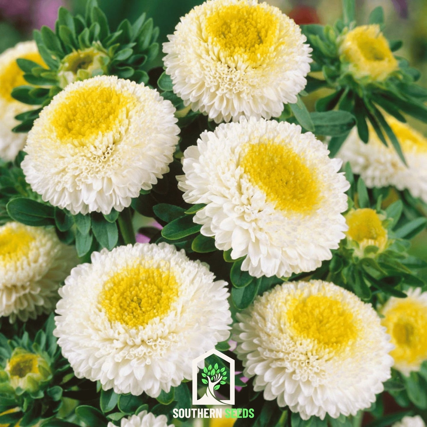 White Pompon Aster | 50 Seeds