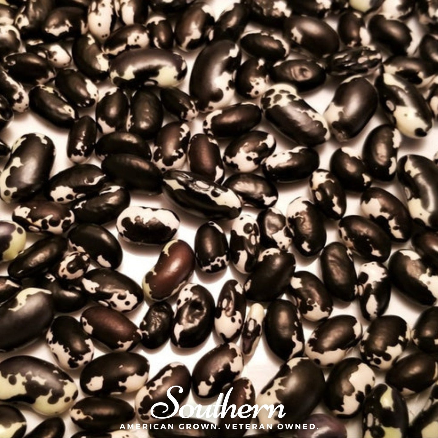 Calypso Orca Bean (Bush) | 25 Seeds