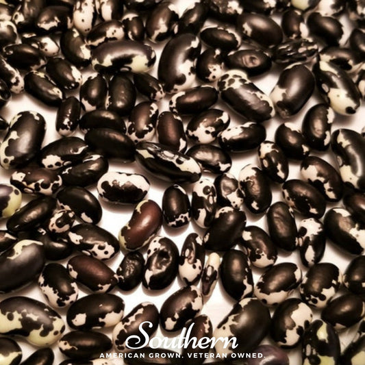 Calypso Orca Bean (Bush) | 25 Seeds