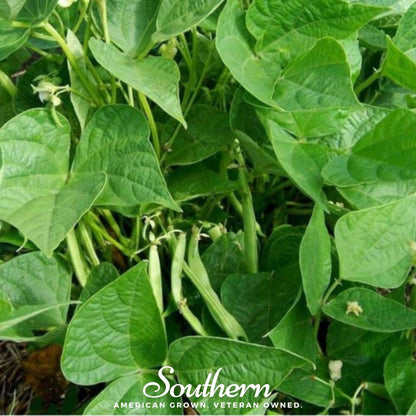 Calypso Orca Bean (Bush) | 25 Seeds