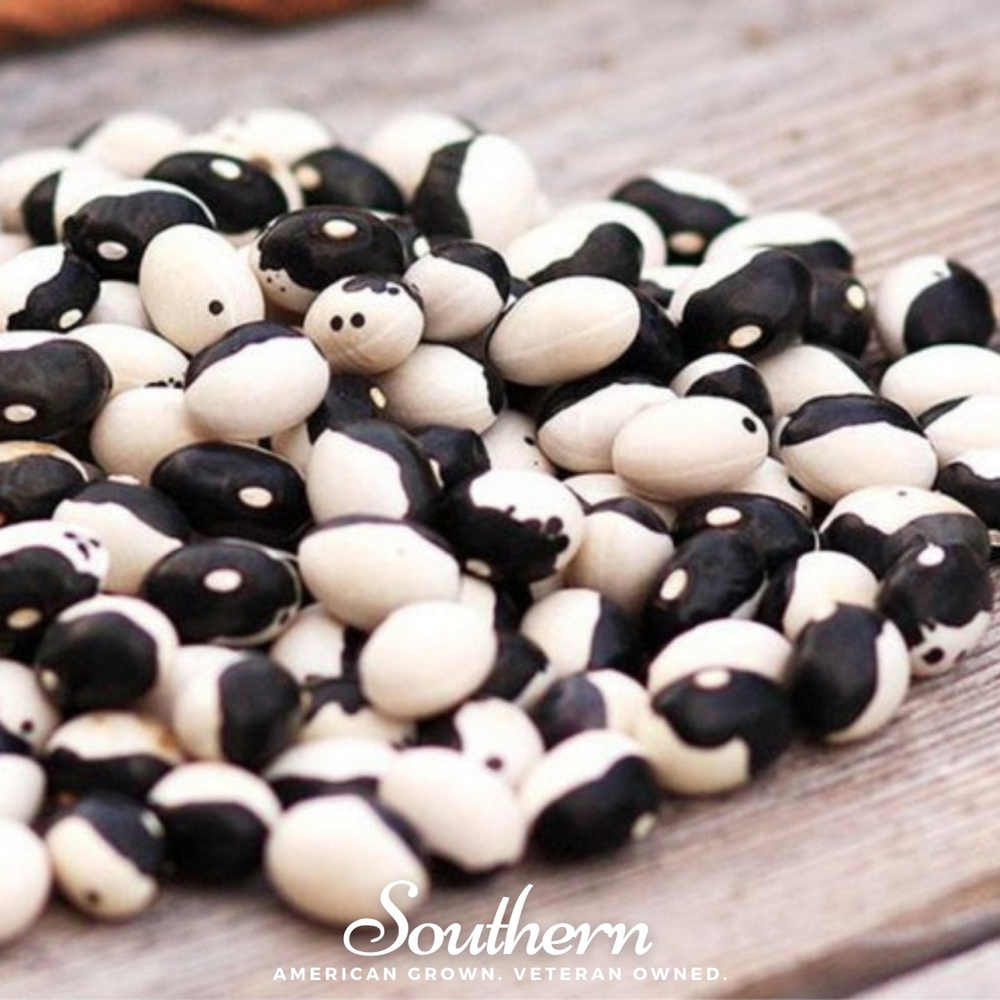 Calypso Orca Bean (Bush) | 25 Seeds