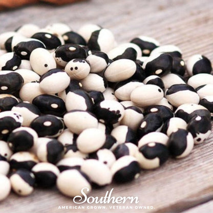 Calypso Orca Bean (Bush) | 25 Seeds