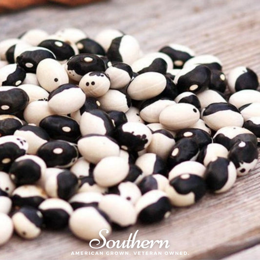 Calypso Orca Bean (Bush) | 25 Seeds