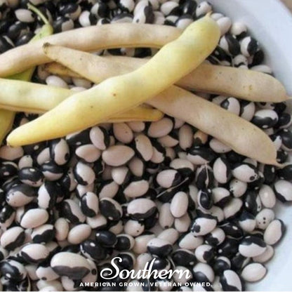 Calypso Orca Bean (Bush) | 25 Seeds