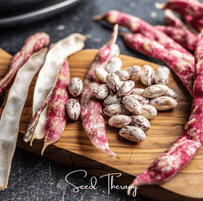 Vermont Cranberry Bean (Bush) | 20 Seeds