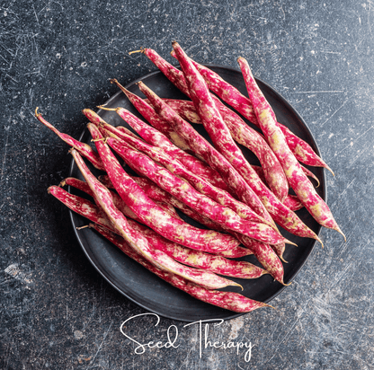 Vermont Cranberry Bean (Bush) | 20 Seeds