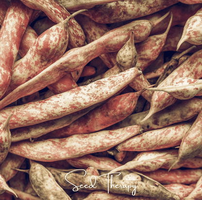 Vermont Cranberry Bean (Bush) | 20 Seeds