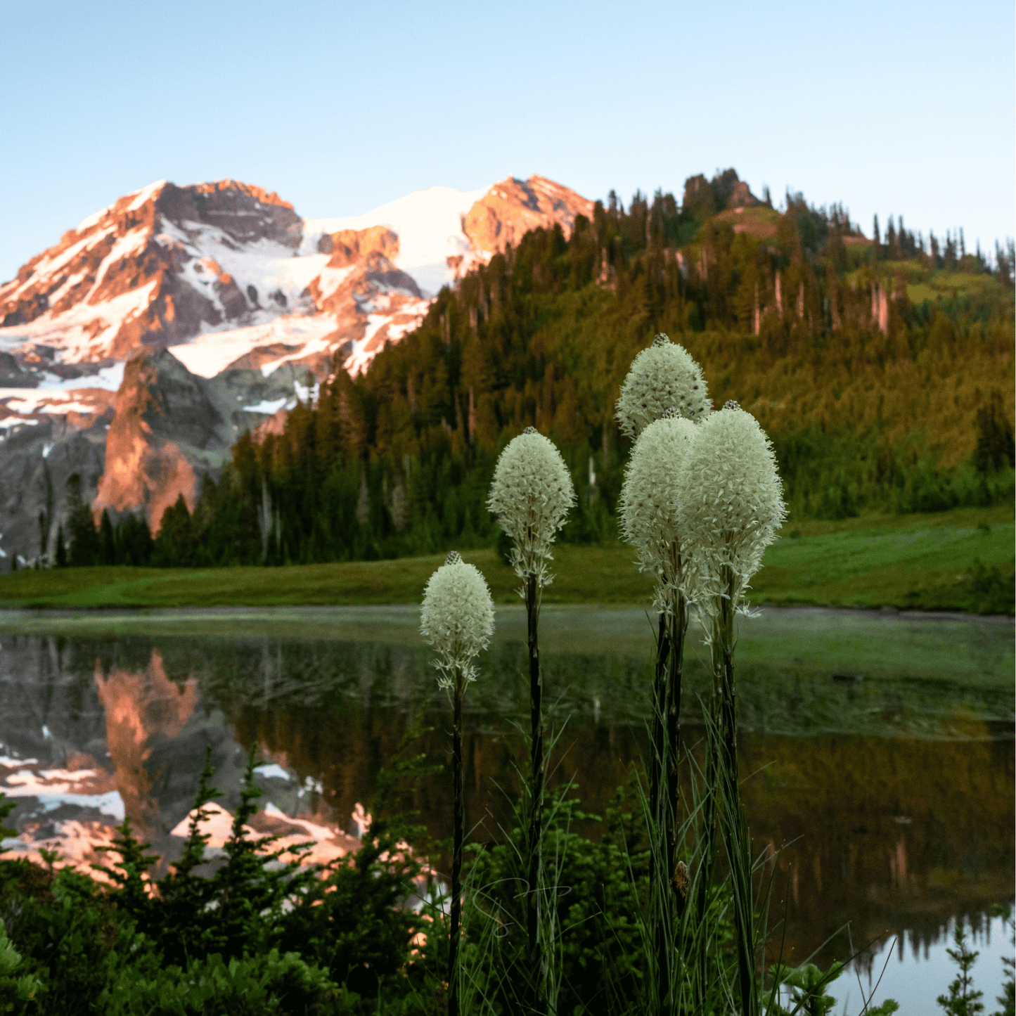 Bear Grass | 50 Seeds