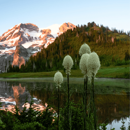 Bear Grass | 50 Seeds