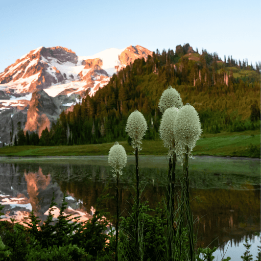 Bear Grass | 50 Seeds