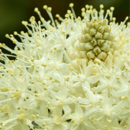 Bear Grass | 50 Seeds