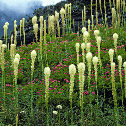 Bear Grass | 50 Seeds