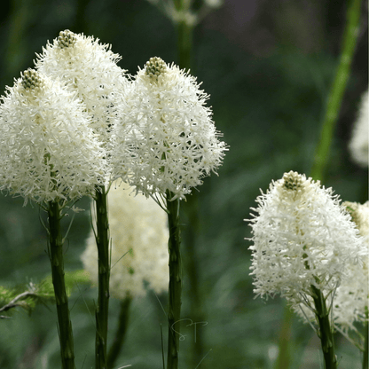 Bear Grass | 50 Seeds