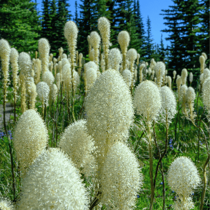 Bear Grass | 50 Seeds