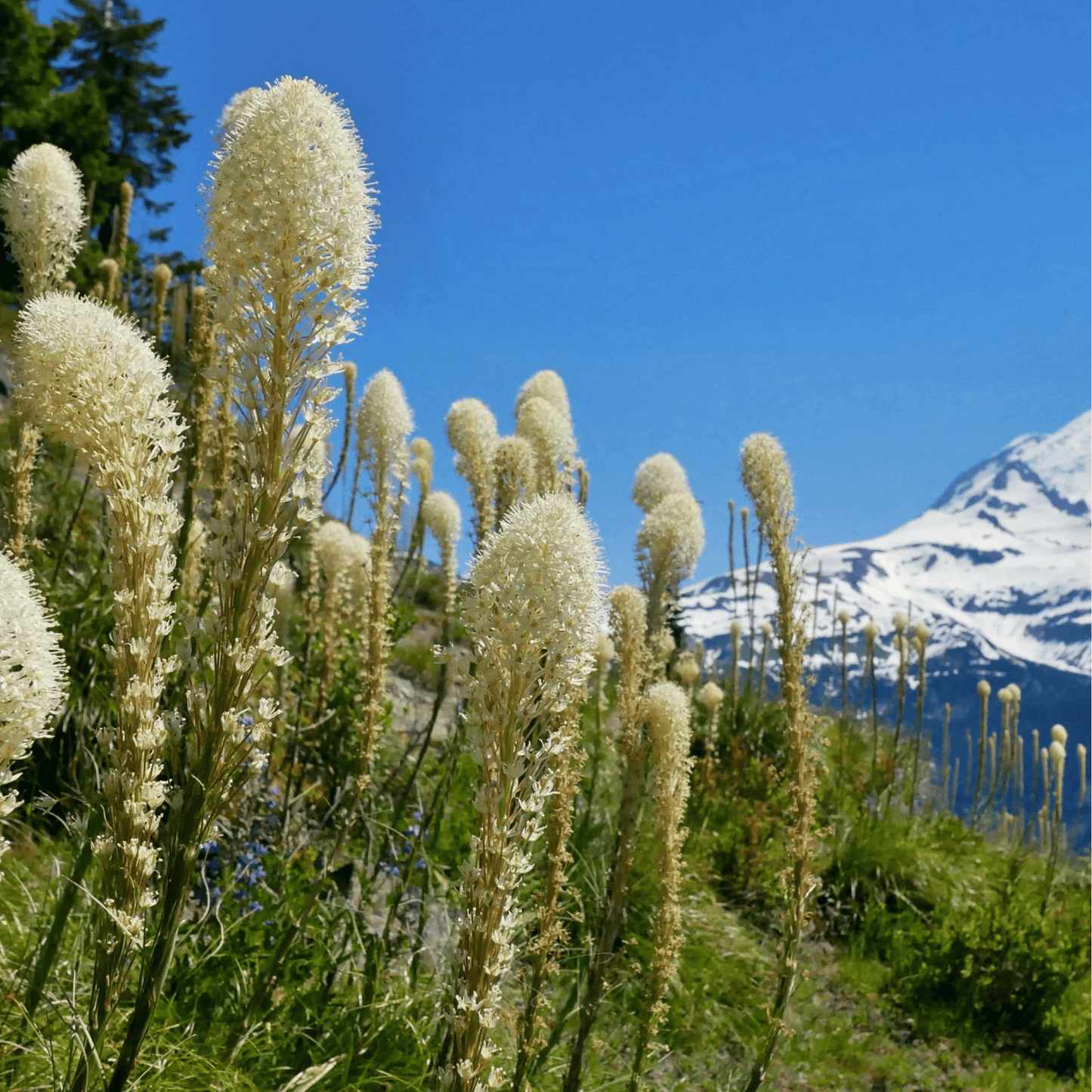 Bear Grass | 50 Seeds