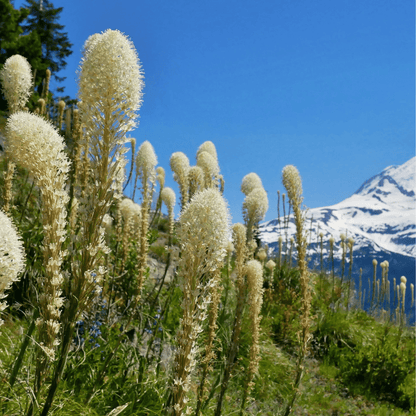 Bear Grass | 50 Seeds
