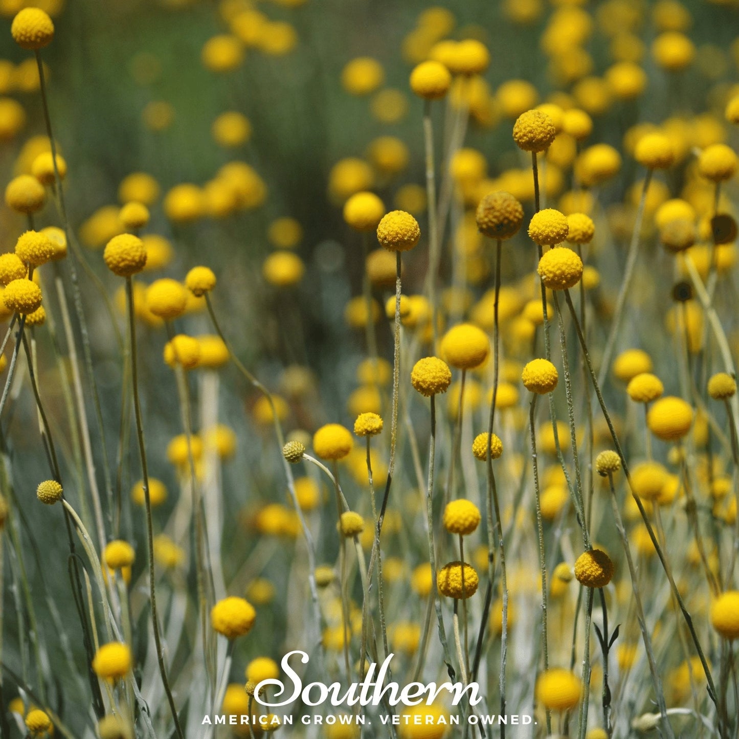 Billy Buttons (Drumsticks) | 50 Seeds