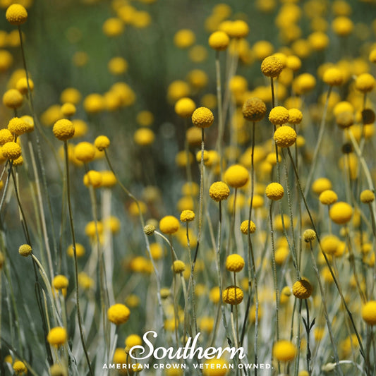 Billy Buttons (Drumsticks) | 50 Seeds