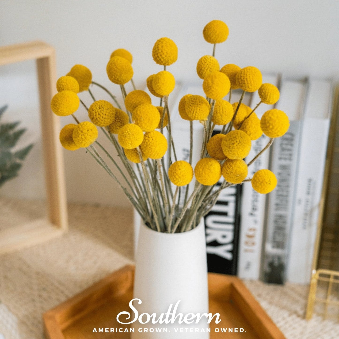 Billy Buttons (Drumsticks) | 50 Seeds